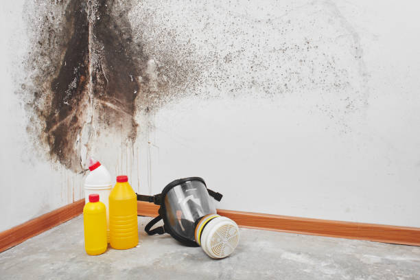 Best Best Mold Removal Companies  in Haubstadt, IN