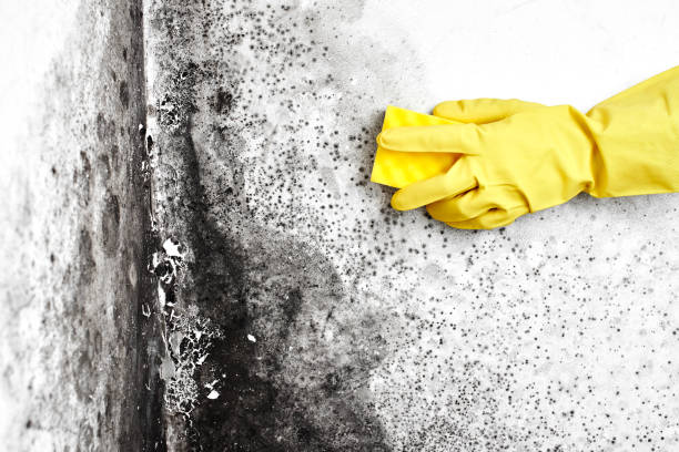 Best Fast Mold Removal  in Haubstadt, IN