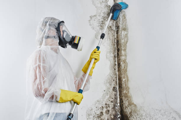 Best Mold Inspection  in Haubstadt, IN
