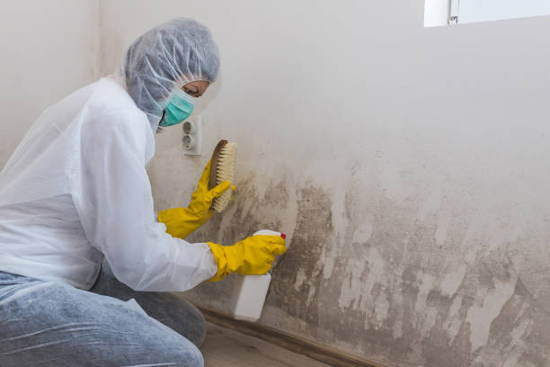 Best Mold Removal Specialists  in Haubstadt, IN