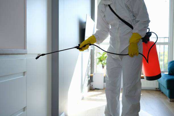 Best Mold Removal Near Me  in Haubstadt, IN