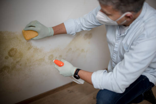 Best Toxic Mold Removal  in Haubstadt, IN