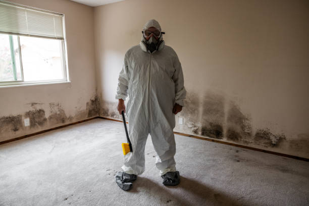 Best Mold Damage Repair  in Haubstadt, IN