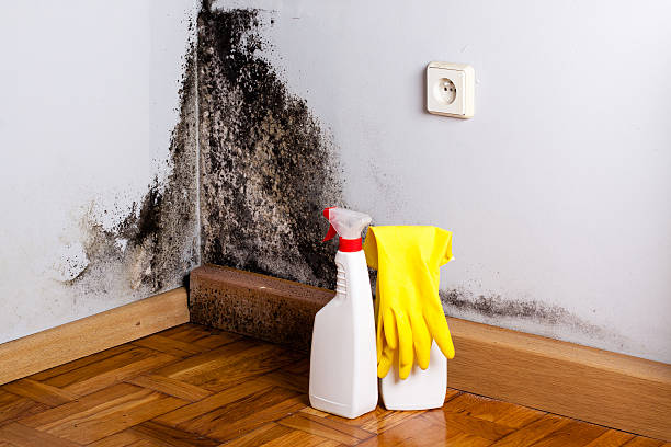 Best Same-Day Mold Removal  in Haubstadt, IN